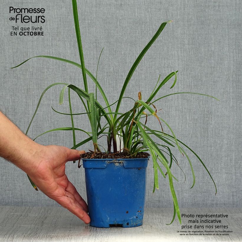 Exemplar von Agapanthus Glacier Stream - Schmucklilie Topf mit 2L/3L wie im Herbst geliefert