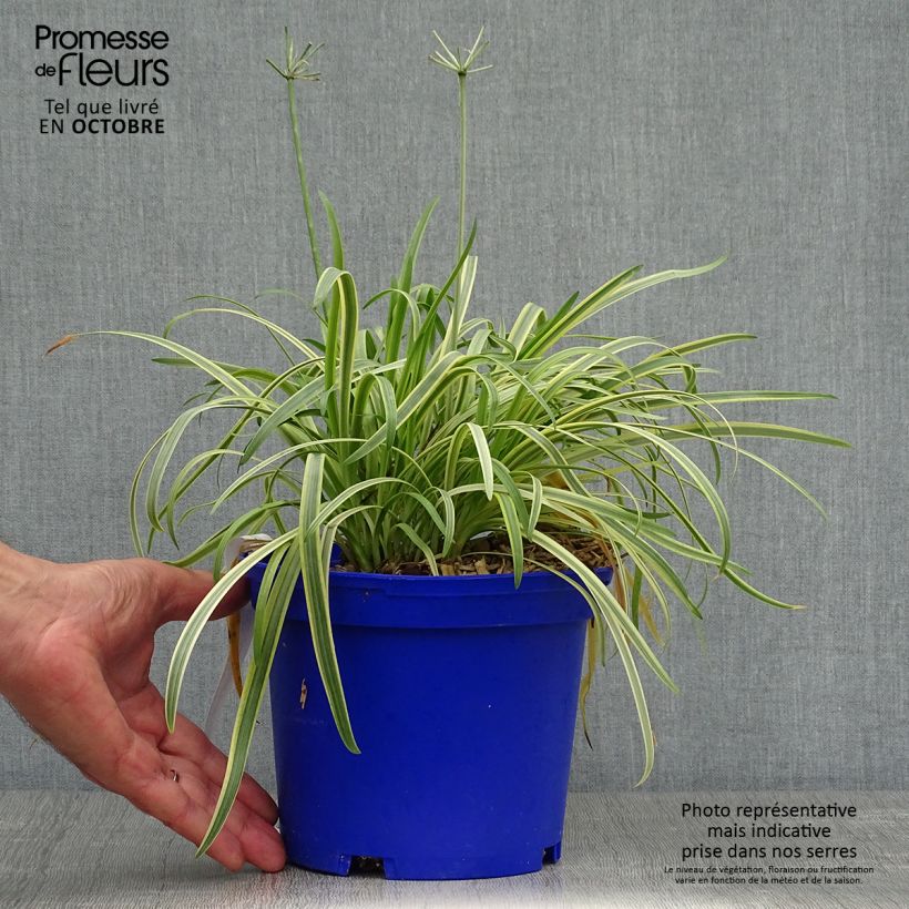 Exemplar von Agapanthus Golden Drop - Schmucklilie Topf mit 2L/3L wie im Herbst geliefert