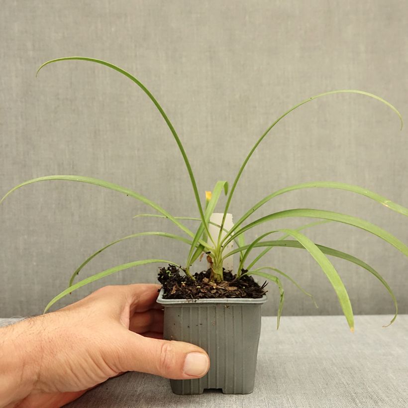 Exemplar von Agapanthus Ever Sapphire - Schmucklilie Kleine Töpfe von 8/9 cm wie im Herbst geliefert