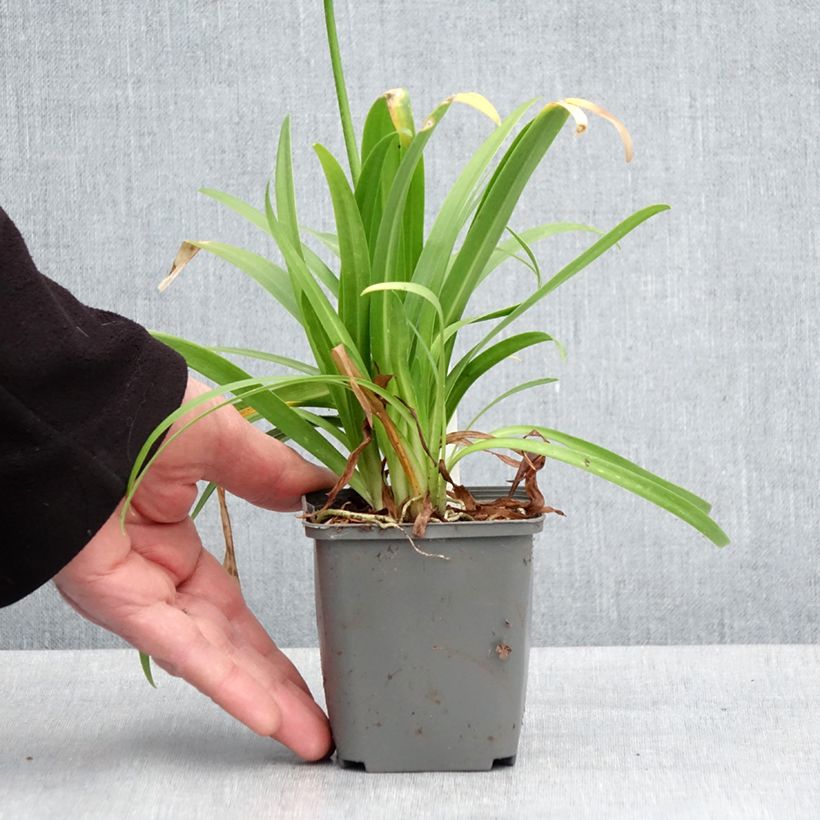 Exemplar von Agapanthus Ever White - Schmucklilie Kleine Töpfe von 8/9 cm wie im Frühjahr geliefert