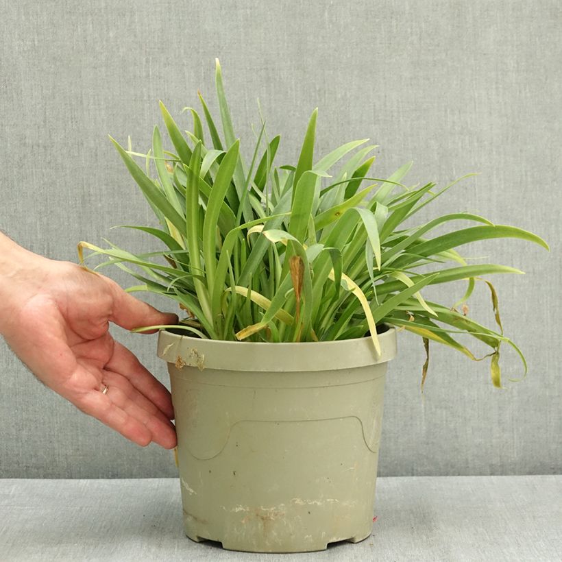 Exemplar von Agapanthus Ever White - Schmucklilie Topf mit 3L/4L wie im Sommer geliefert