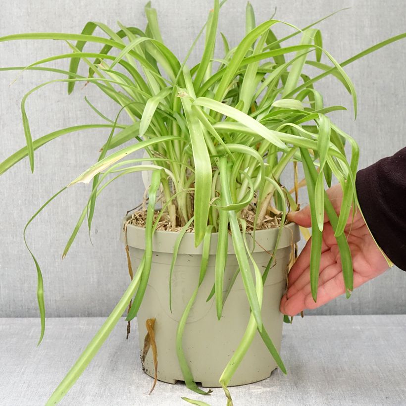 Exemplar von Agapanthus Ever White - Schmucklilie Topf mit 3L/4L wie im Frühjahr geliefert