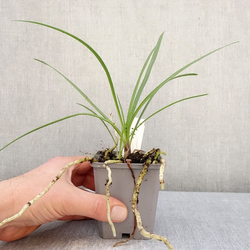 Exemplar von Agapanthus Fireworks - Schmucklilie Kleine Töpfe von 8/9 cm wie im Winter geliefert