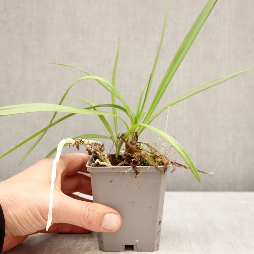 Exemplar von Agapanthus Fireworks - Schmucklilie Kleine Töpfe von 8/9 cm wie im Frühjahr geliefert