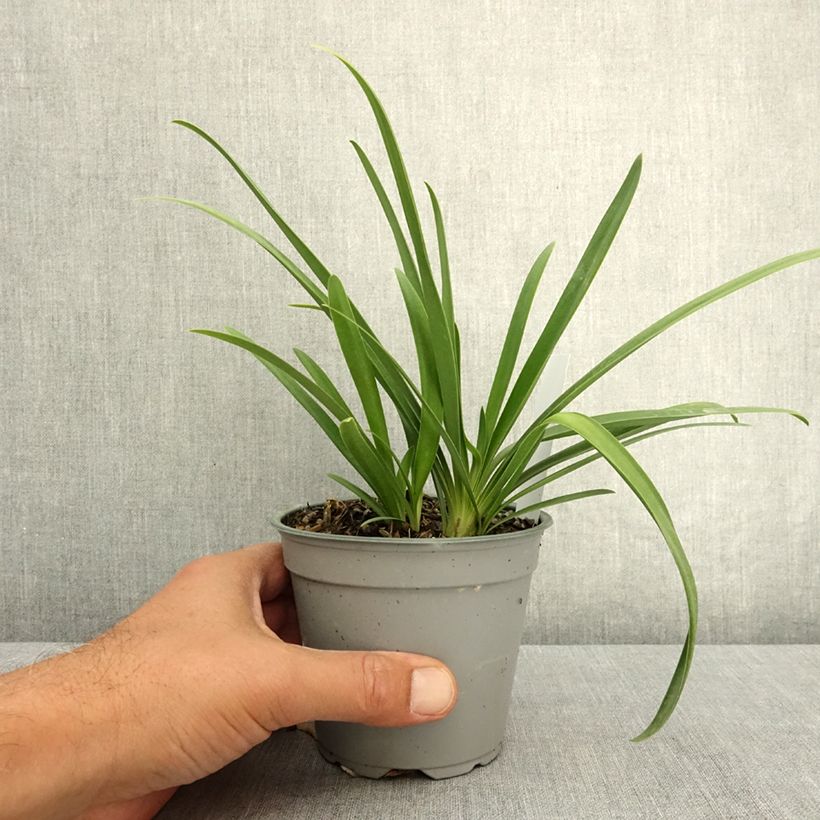 Exemplar von Agapanthus Poppin' Pink - Schmucklilie Topf 12 cm / 13 cm wie im Sommer geliefert