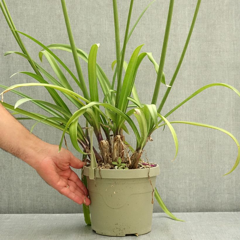 Exemplar von Agapanthus Poppin’ Purple - Schmucklilie Topf mit 3L/4L wie im Sommer geliefert
