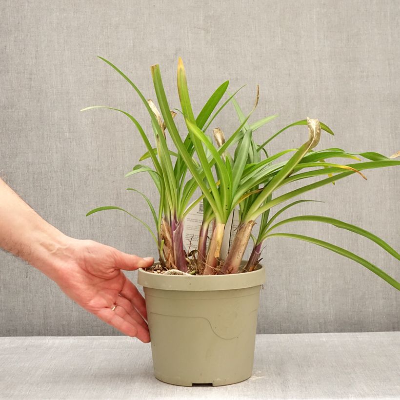 Exemplar von Agapanthus Poppin’ Purple - Schmucklilie Topf mit 3L/4L wie im Winter geliefert