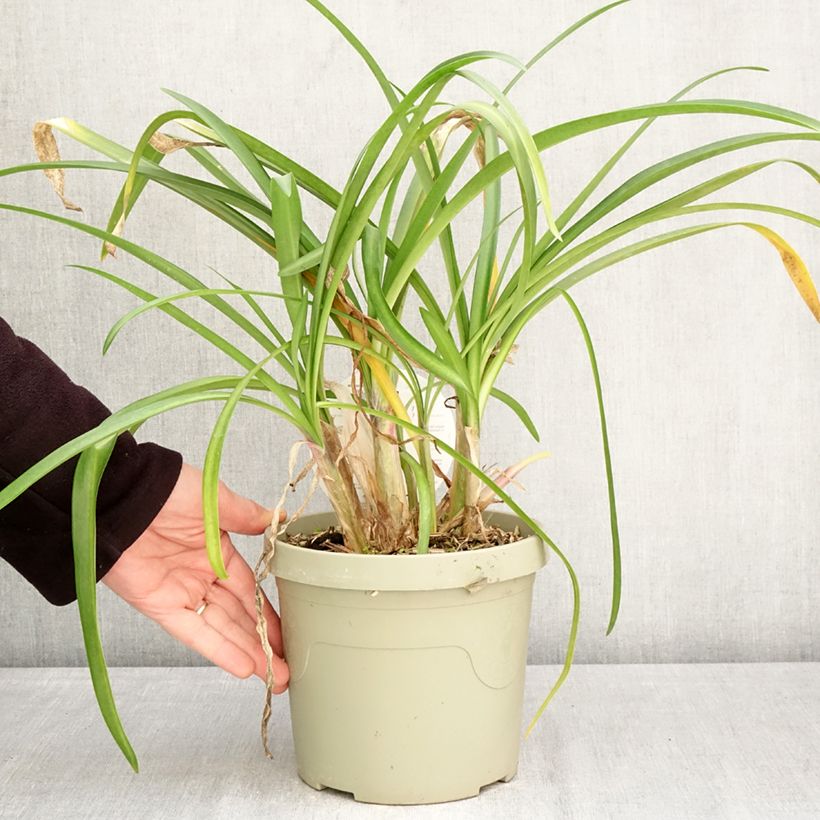 Exemplar von Agapanthus Poppin’ Purple - Schmucklilie Topf mit 3L/4L wie im Frühjahr geliefert