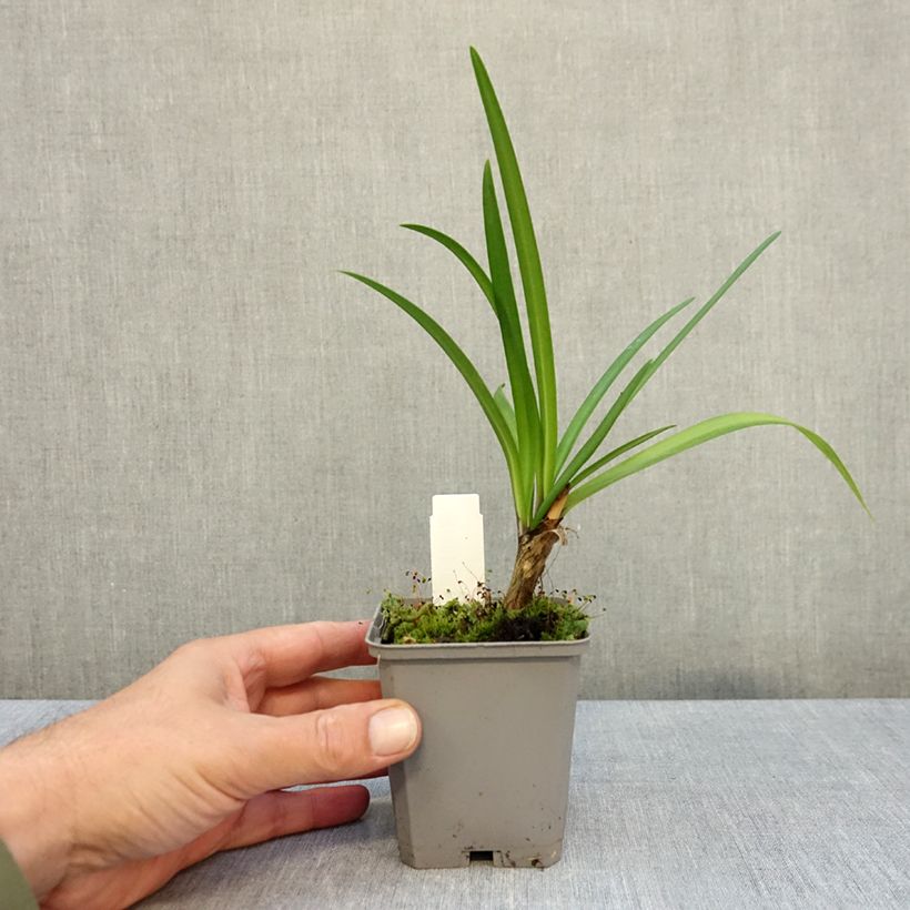 Exemplar von Agapanthus Poppin’ Star - Schmucklilie Kleine Töpfe von 8/9 cm wie im Herbst geliefert