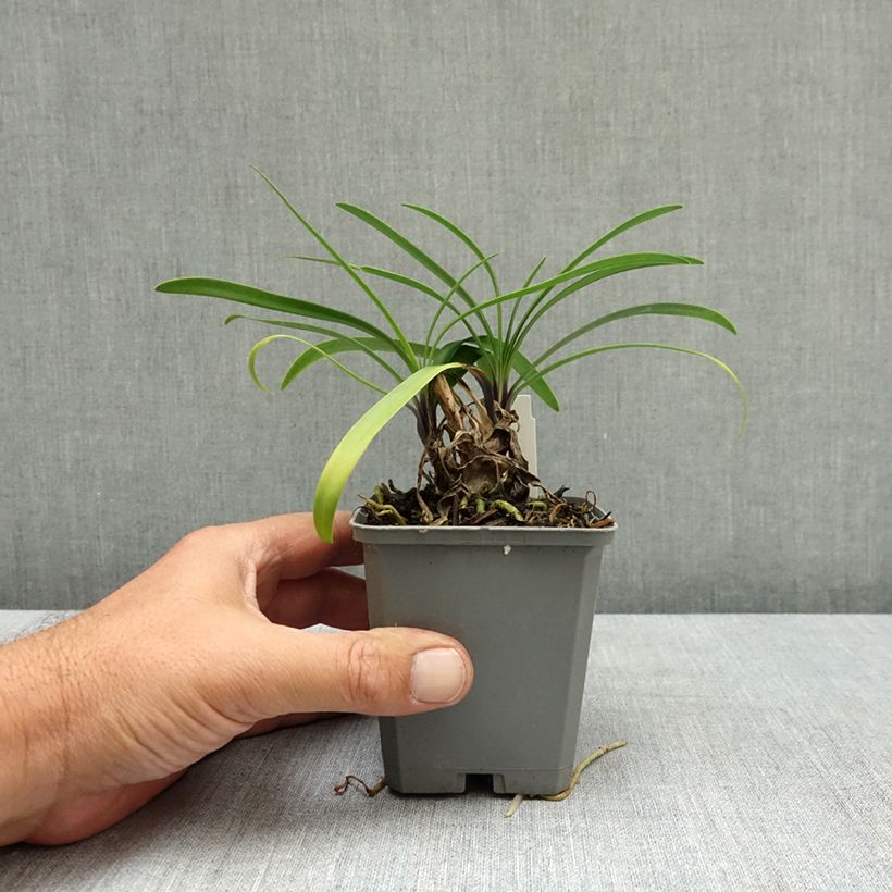Exemplar von Agapanthe hybride Star Poppin’ Star (AMDB002) Godet de 8/9 cm wie im Sommer geliefert