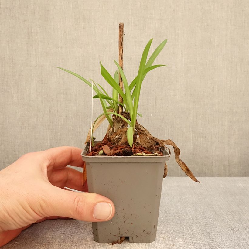 Exemplar von Agapanthus Poppin’ Star - Schmucklilie Kleine Töpfe von 8/9 cm wie im Winter geliefert