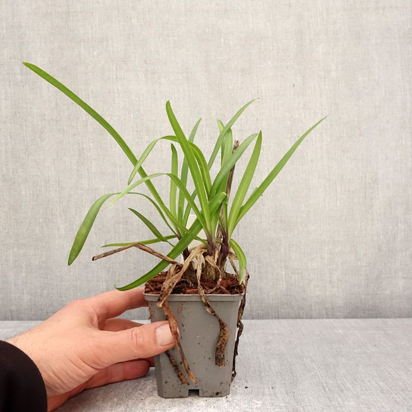 Exemplar von Agapanthus Poppin’ Star - Schmucklilie Kleine Töpfe von 8/9 cm wie im Frühjahr geliefert