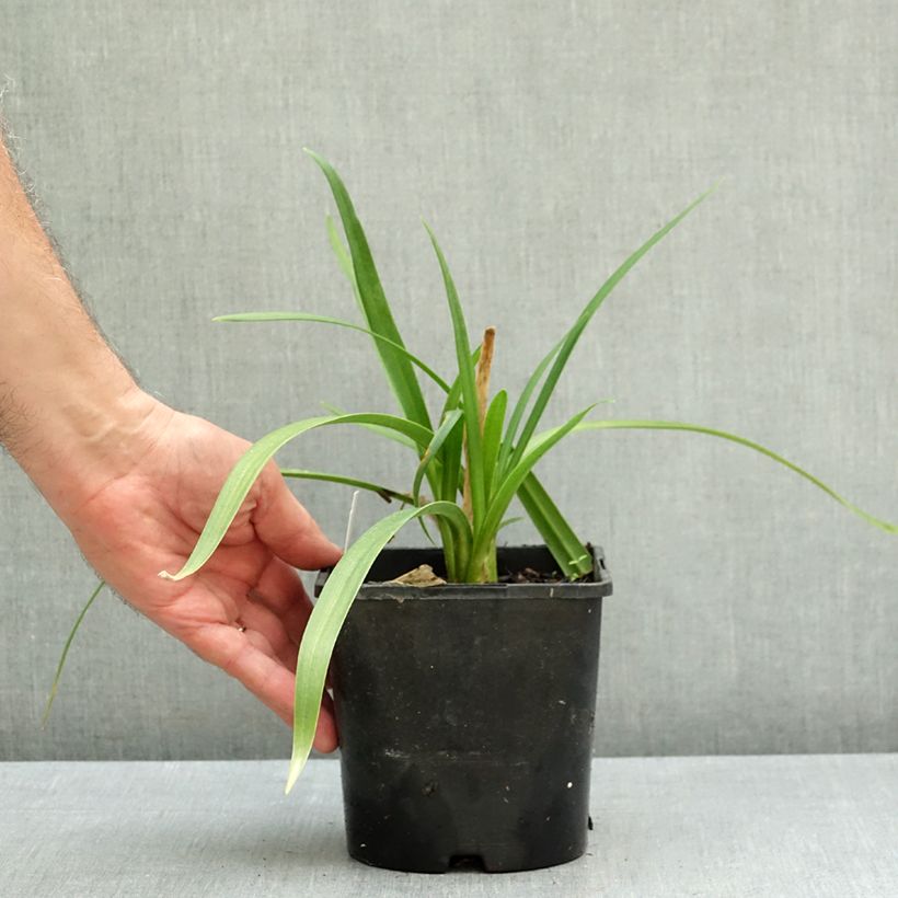Exemplar von Agapanthus Poppin’ Star - Schmucklilie Topf mit 2L/3L wie im Herbst geliefert