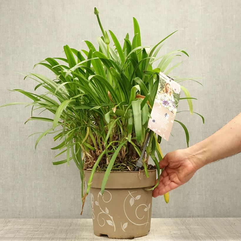 Exemplar von Agapanthus Three Sisters Mix - Schmucklilie Topf mit 6L/7L wie im Sommer geliefert