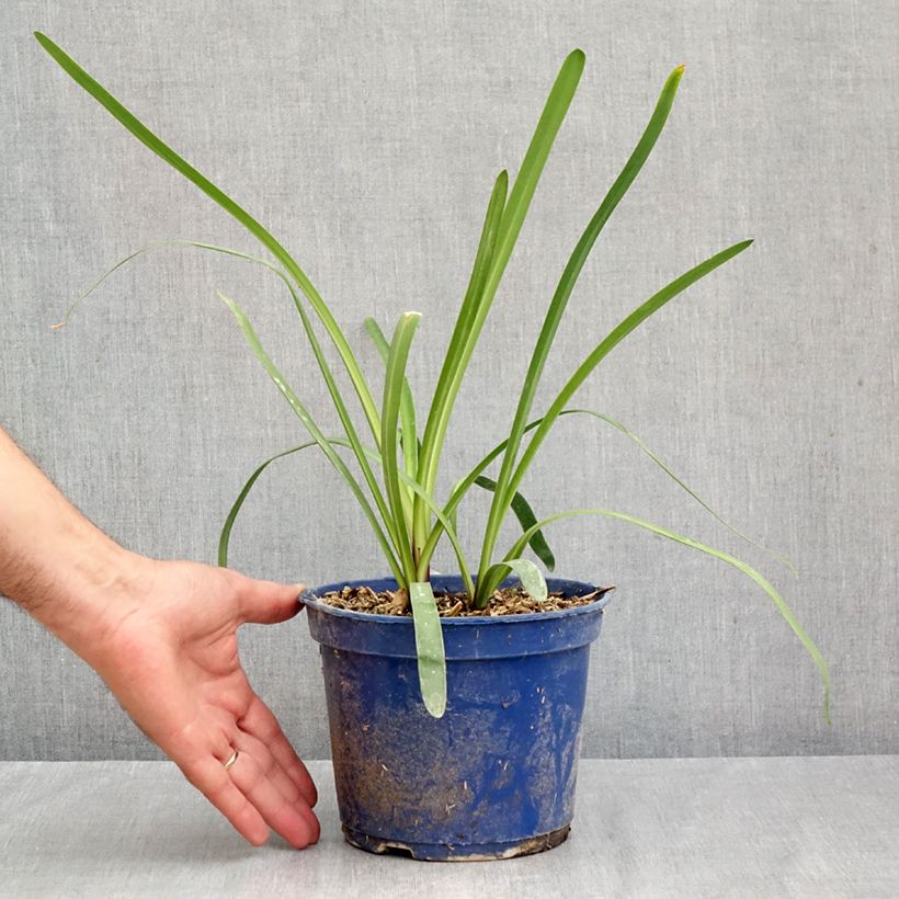 Exemplar von Agapanthus inapertus Intermedius - Schmucklilie Topf mit 2L/3L wie im Herbst geliefert