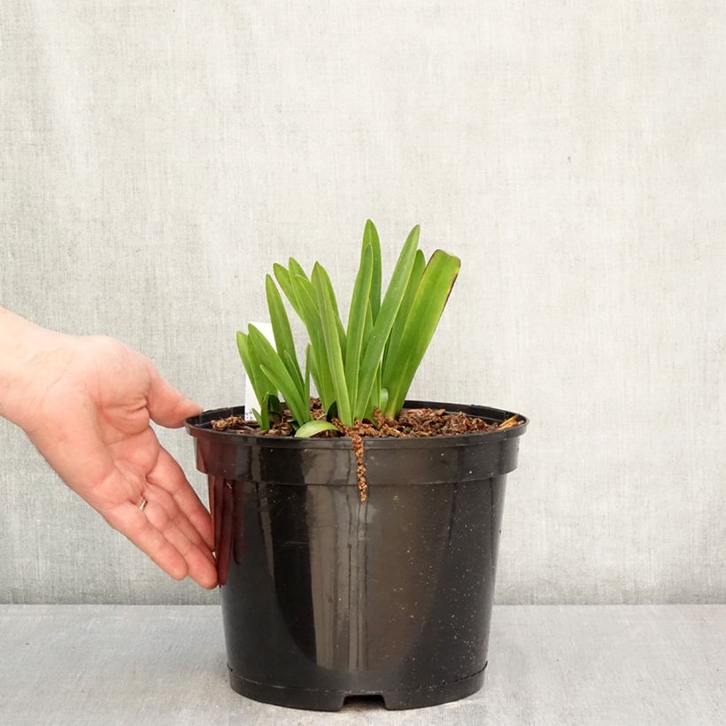 Exemplar von Agapanthus inapertus Intermedius - Schmucklilie Topf mit 4L/5L wie im Frühjahr geliefert