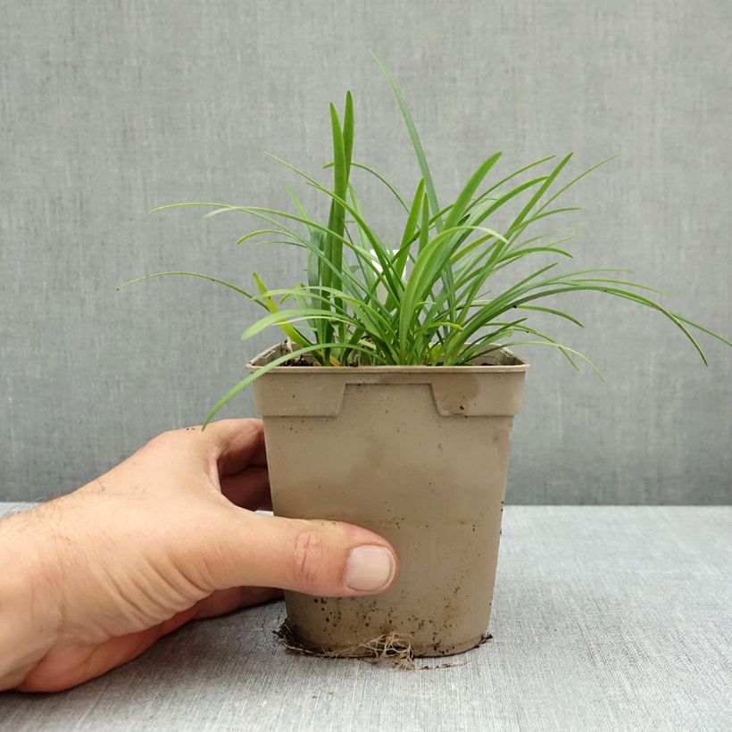 Exemplar von Agapanthus Lapis Lazuli - Schmucklilie Topf mit 1L/1,5L wie im Herbst geliefert
