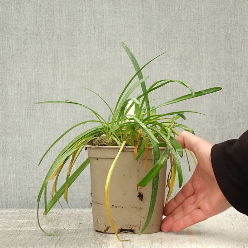 Exemplar von Agapanthus Lapis Lazuli - Schmucklilie Topf mit 2L/3L wie im Herbst geliefert