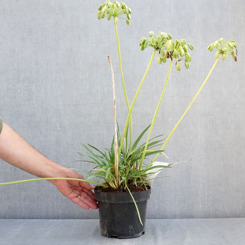 Exemplar von Agapanthus Mi Casa - Schmucklilie Topf mit 3L/4L wie im Sommer geliefert