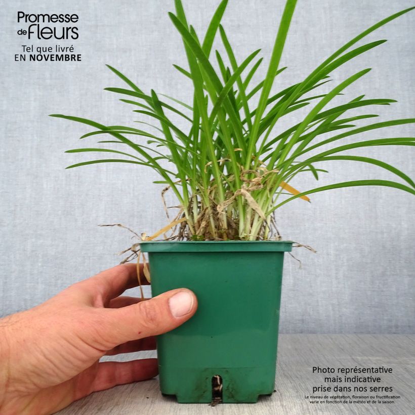 Exemplar von Agapanthus Peter Pan - Schmucklilie Topf mit 1L/1,5L wie im Herbst geliefert