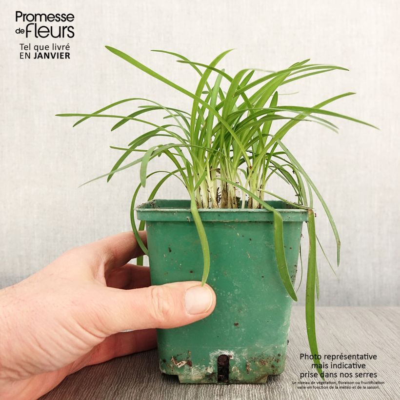 Exemplar von Agapanthus Peter Pan - Schmucklilie Topf mit 1L/1,5L wie im Winter geliefert