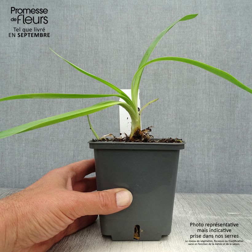 Exemplar von Agapanthus Phantom - Schmucklilie Topf mit 1L/1,5L wie im Herbst geliefert
