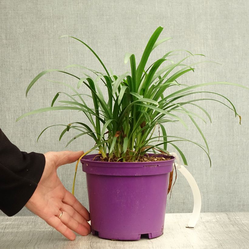 Exemplar von Agapanthus Pitchoune Violet - Schmucklilie Topf mit 3L/4L wie im Herbst geliefert