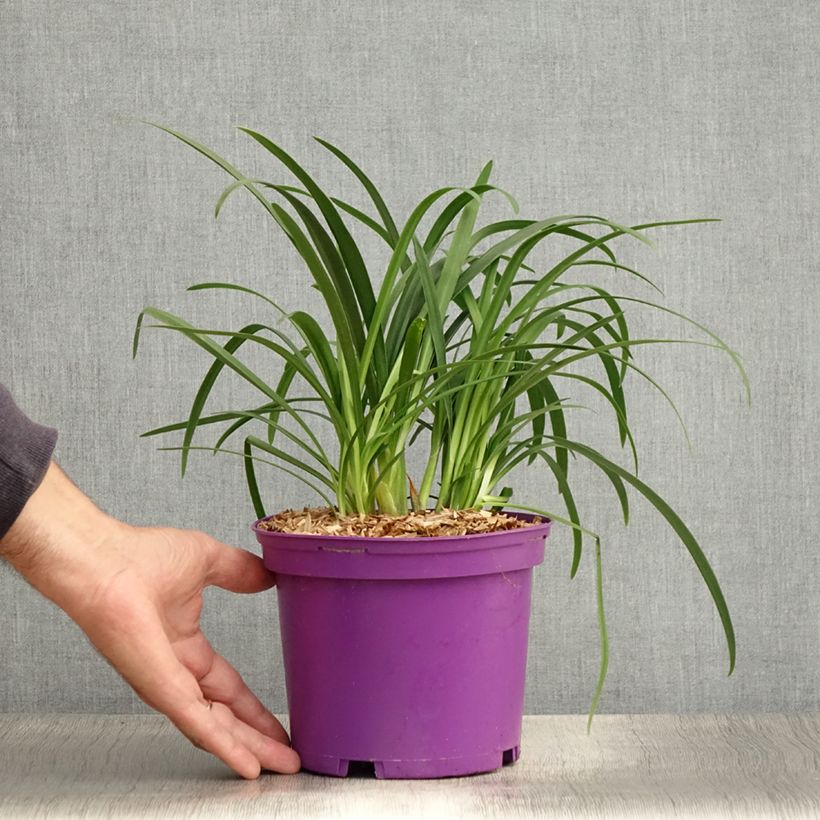 Exemplar von Agapanthus Pitchoune Violet - Schmucklilie Topf mit 3L/4L wie im Sommer geliefert