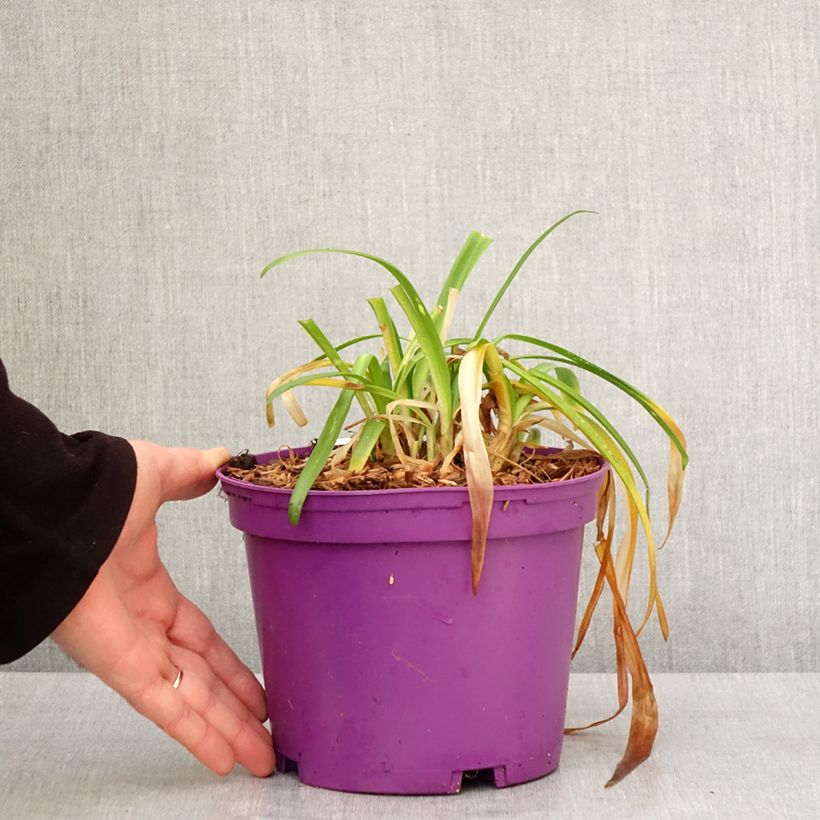 Exemplar von Agapanthus Pitchoune Violet - Schmucklilie Topf mit 3L/4L wie im Winter geliefert