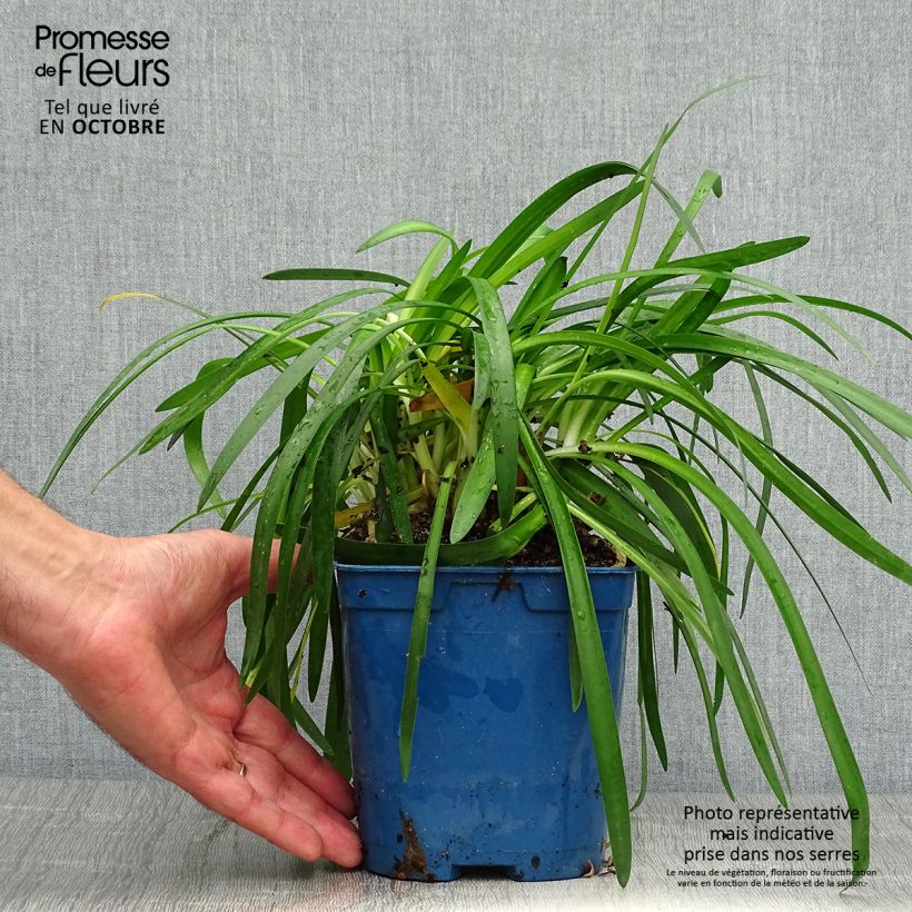 Exemplar von Agapanthus Pitchoune White - Schmucklilie Topf mit 2L/3L wie im Herbst geliefert