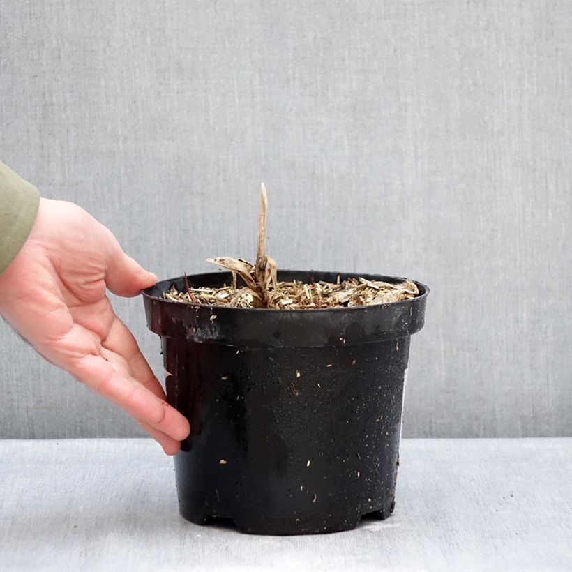 Exemplar von Agapanthus Polar Ice - Schmucklilie Topf mit 2L/3L wie im Winter geliefert