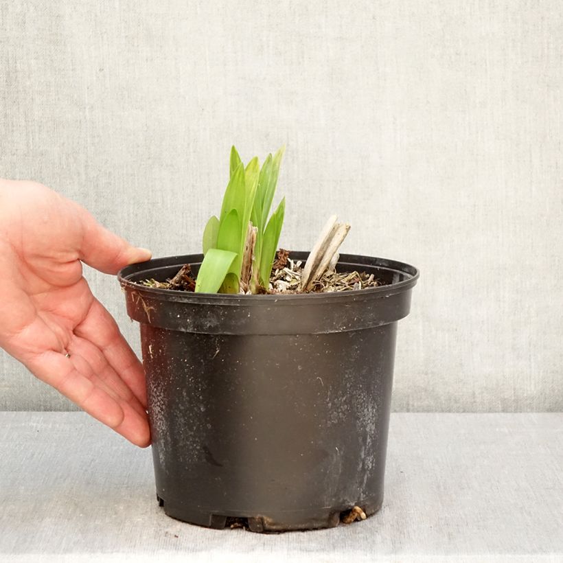 Exemplar von Agapanthus Polar Ice - Schmucklilie Topf mit 2L/3L wie im Frühjahr geliefert