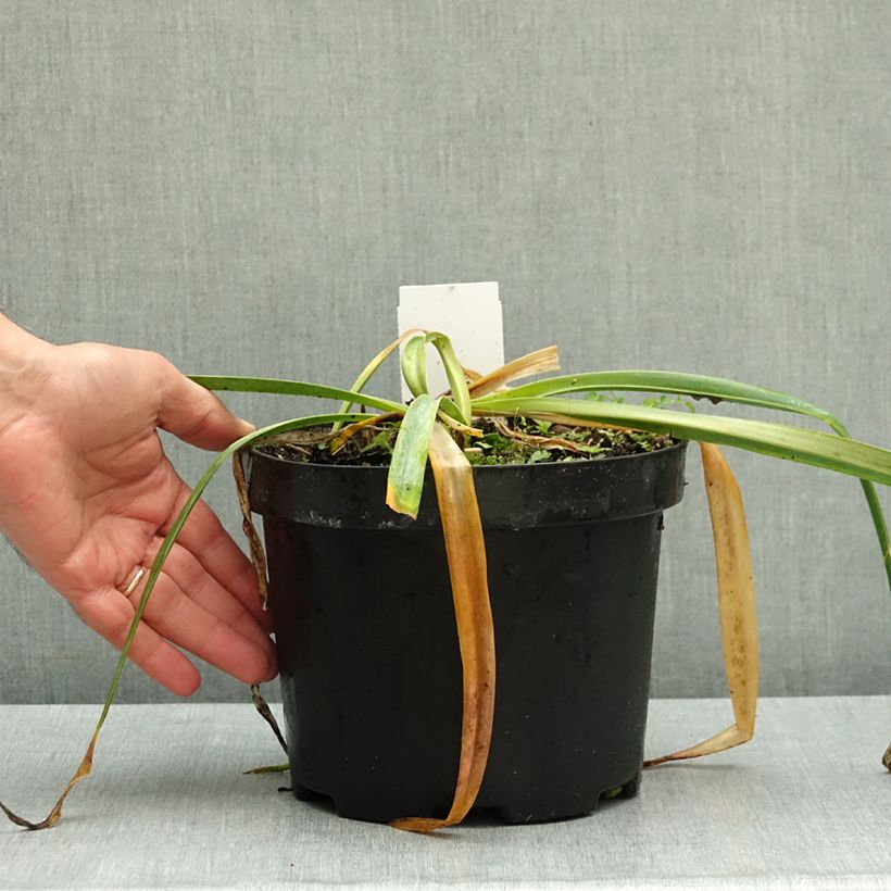 Exemplar von Agapanthus Polar Ice - Schmucklilie Topf mit 4L/5L wie im Herbst geliefert