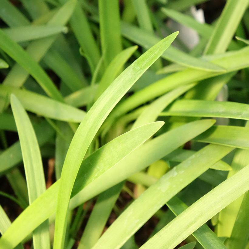 Agapanthus (x) praeco Sofie - Schmucklilie (Laub)