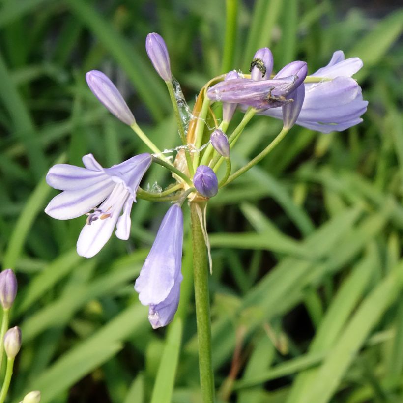 Agapanthus (x) praeco Sofie - Schmucklilie (Blüte)