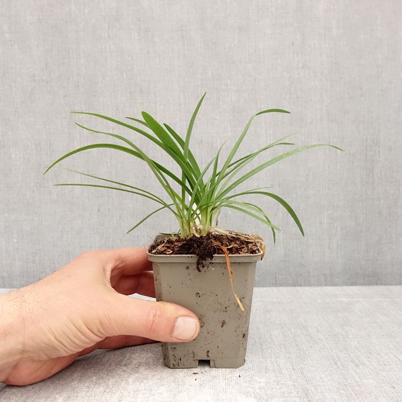 Exemplar von Agapanthus (x) praeco Sofie - Schmucklilie Kleine Töpfe von 8/9 cm wie im Frühjahr geliefert