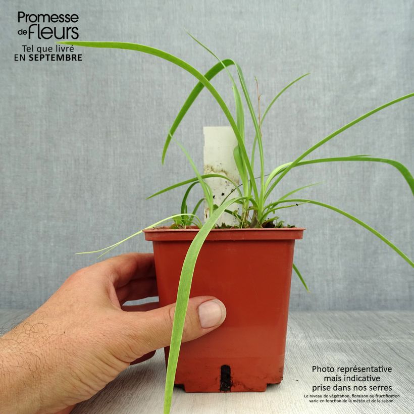 Exemplar von Agapanthus Purple Cloud - Schmucklilie Topf mit 1L/1,5L wie im Herbst geliefert