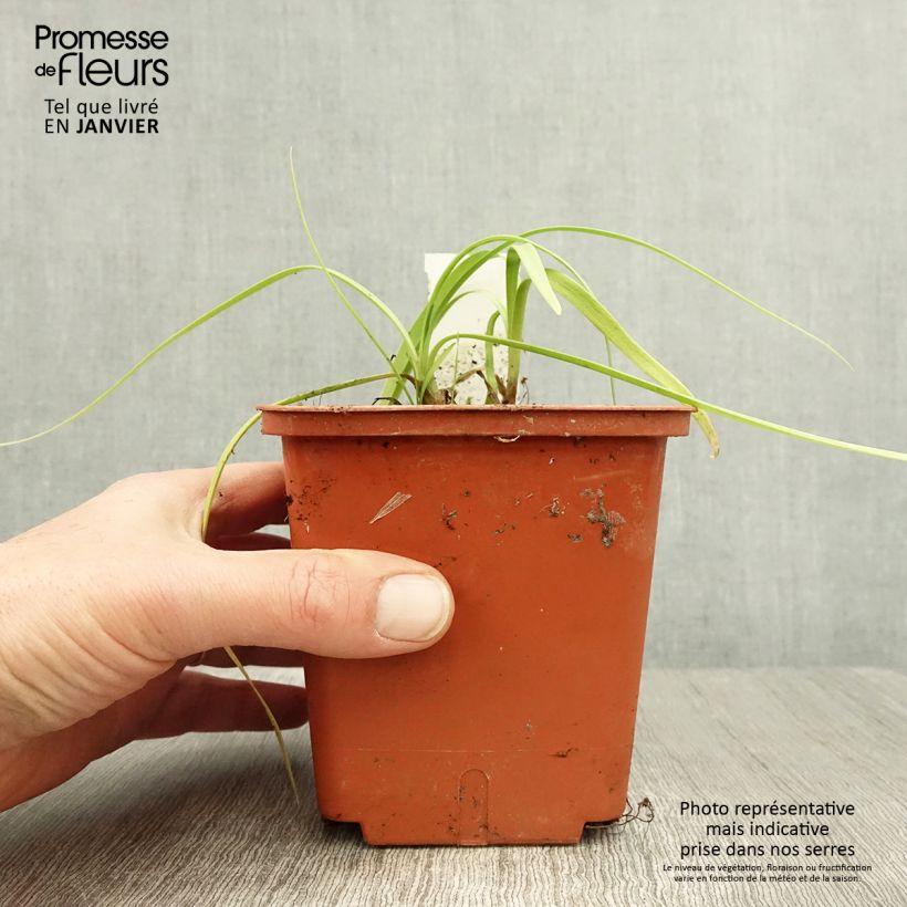 Exemplar von Agapanthus Purple Cloud - Schmucklilie Topf mit 1L/1,5L wie im Winter geliefert