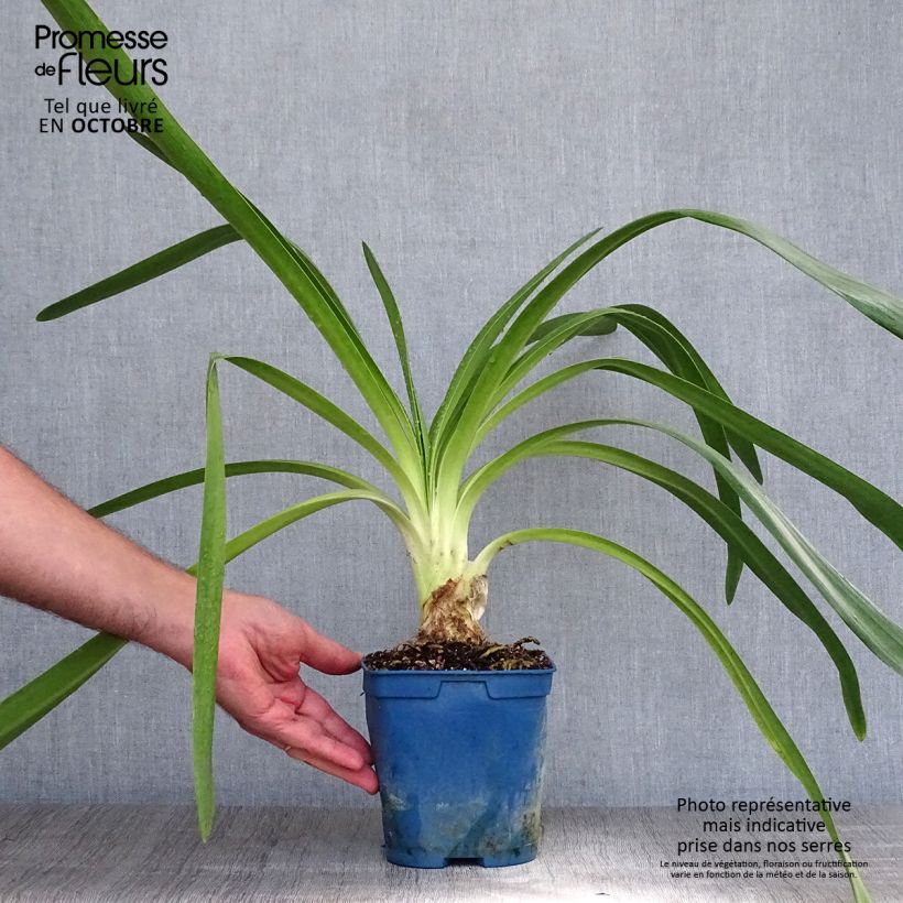 Exemplar von Agapanthus Queen Mum - Schmucklilie Topf mit 2L/3L wie im Herbst geliefert
