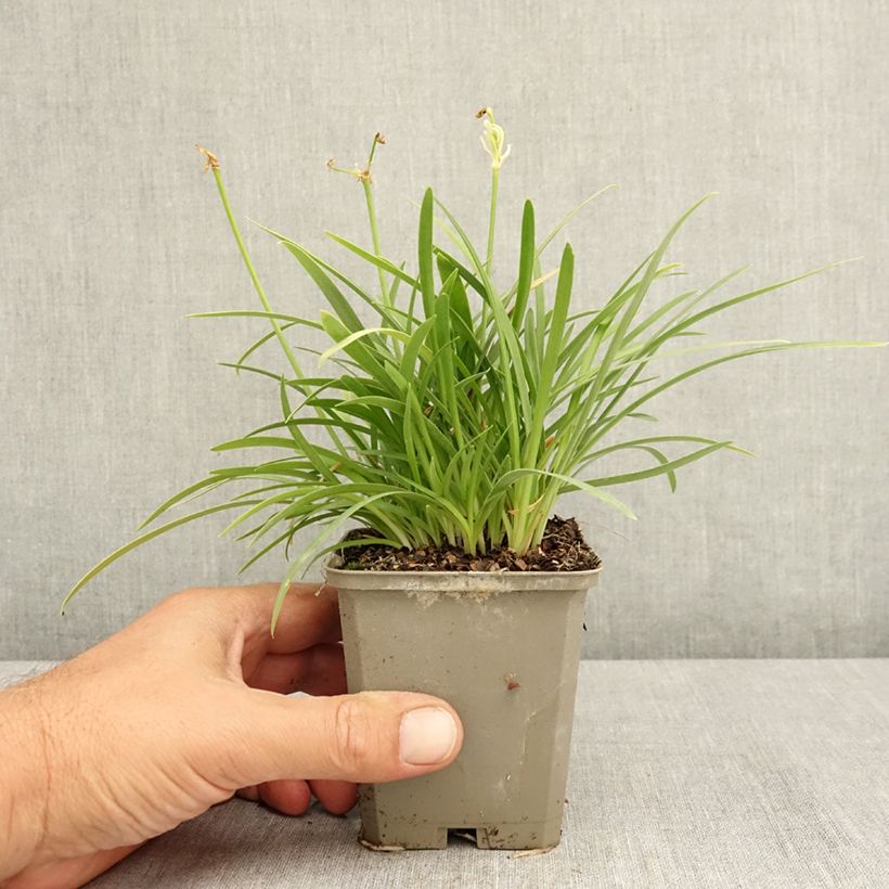 Exemplar von Agapanthus Silver Baby - Schmucklilie Kleine Töpfe von 8/9 cm wie im Sommer geliefert