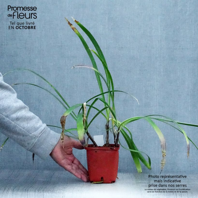Exemplar von Agapanthus Stars and Stripes - Schmucklilie Topf mit 1L/1,5L wie im Herbst geliefert