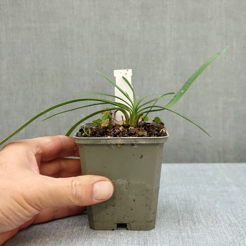 Exemplar von Agapanthus Strawberry Ice - Schmucklilie Kleine Töpfe von 8/9 cm wie im Herbst geliefert