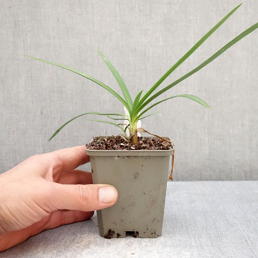 Exemplar von Agapanthus Strawberry Ice - Schmucklilie Kleine Töpfe von 8/9 cm wie im Frühjahr geliefert