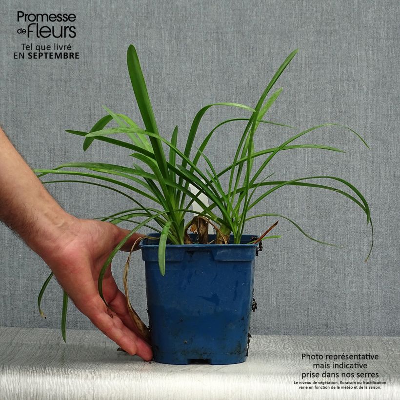 Exemplar von Agapanthus Strawberry Ice - Schmucklilie Topf mit 2L/3L wie im Herbst geliefert