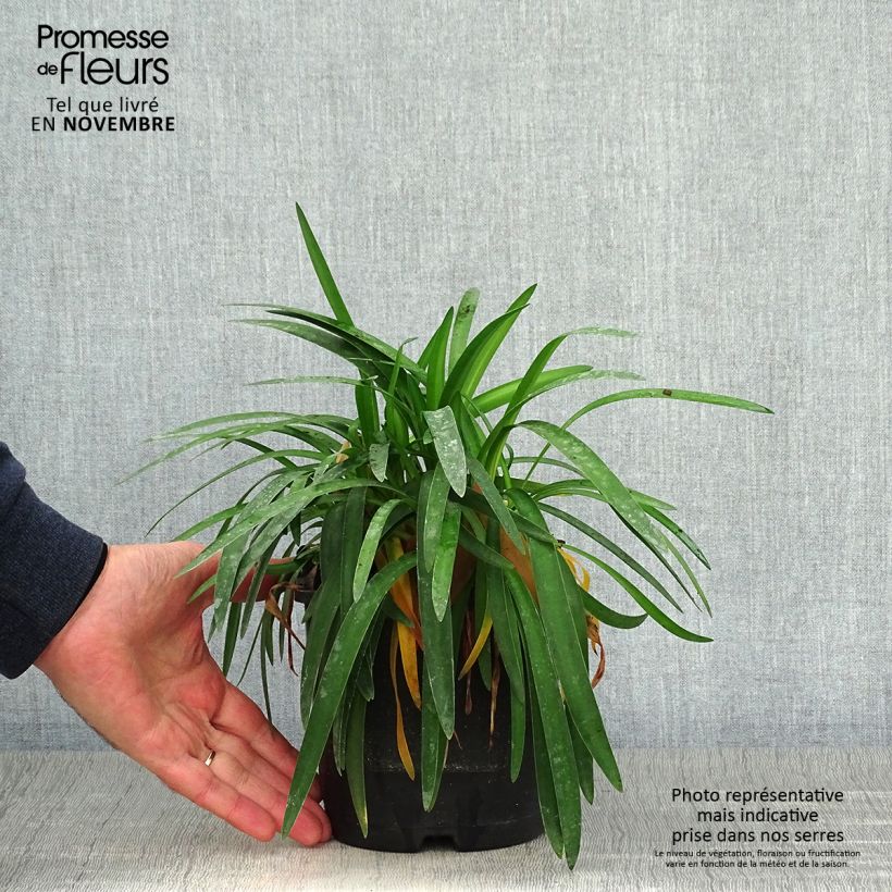 Exemplar von Agapanthus Thumbelina - Schmucklilie Topf mit 2L/3L wie im Herbst geliefert
