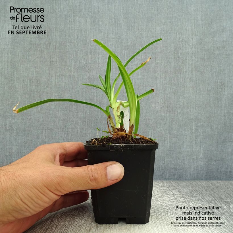 Exemplar von Agapanthus Twister - Schmucklilie Kleine Töpfe von 8/9 cm wie im Herbst geliefert