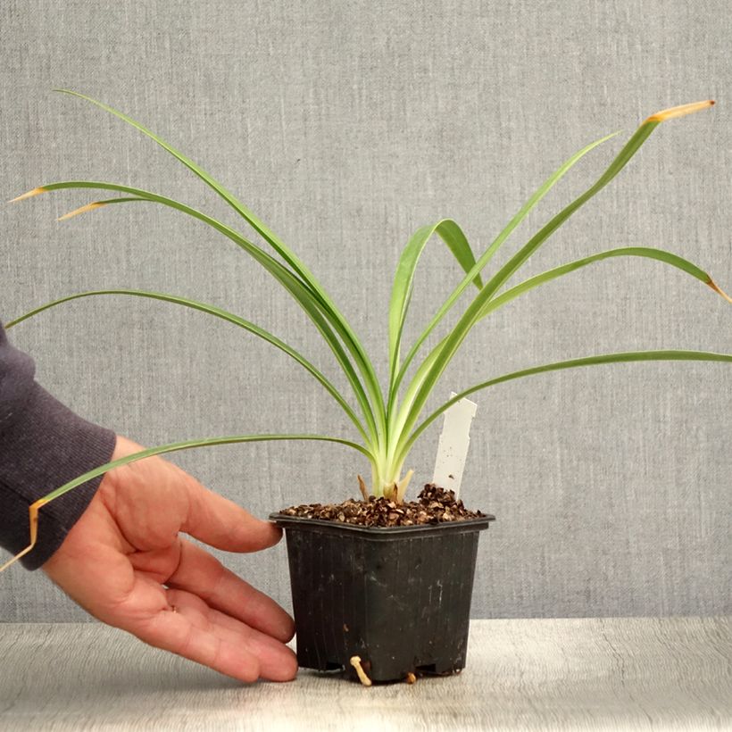 Exemplar von Agapanthus Twister - Schmucklilie Kleine Töpfe von 8/9 cm wie im Sommer geliefert