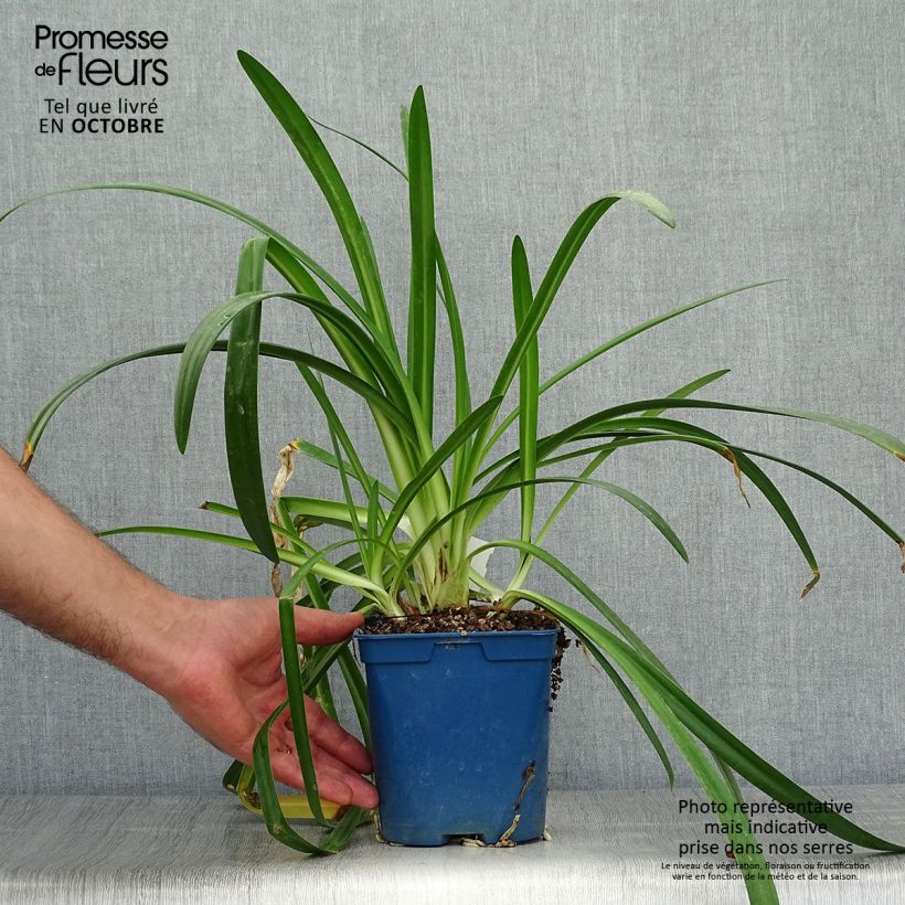 Exemplar von Agapanthus Twister - Schmucklilie Topf mit 1,5L/2L wie im Herbst geliefert