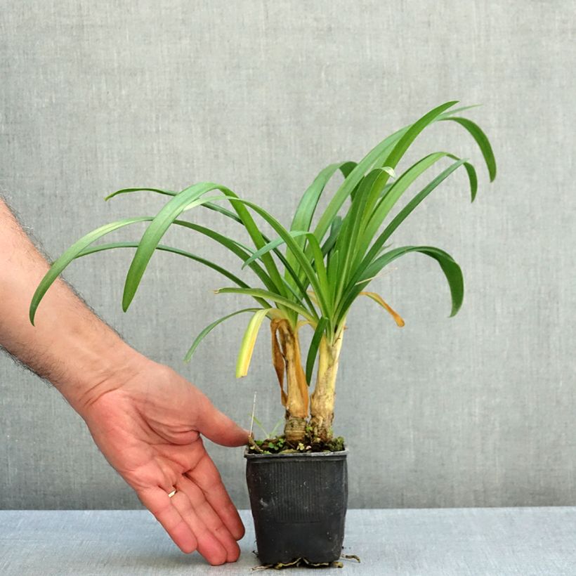 Exemplar von Agapanthus Vallée de l'Authion - Schmucklilie Kleine Töpfe von 8/9 cm wie im Herbst geliefert