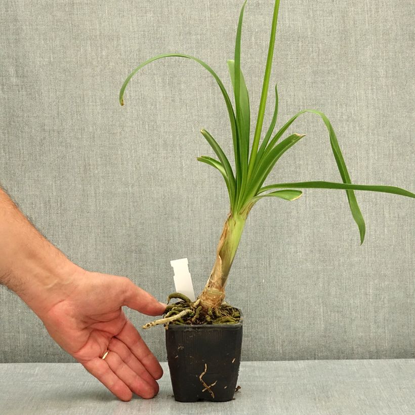 Exemplar von Agapanthus Vallée de l'Authion - Schmucklilie Kleine Töpfe von 8/9 cm wie im Sommer geliefert